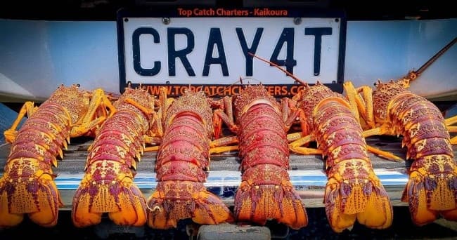 Fishing and Crayfish Trip from Kaikoura - image 8